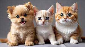 izmir veteriner - Fotoğraf 0