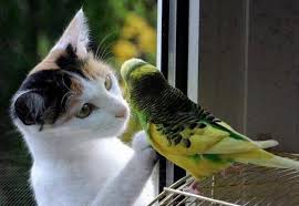 izmir veteriner - Fotoğraf 1